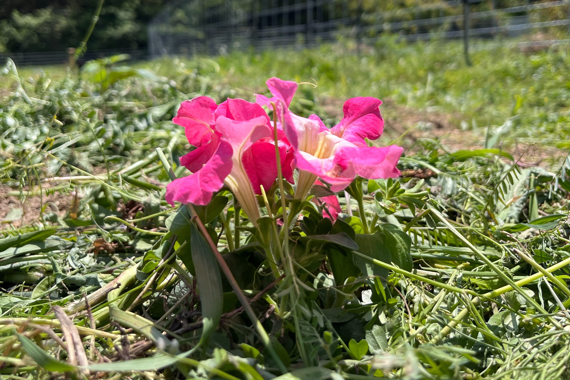 福岡糸島にある貸し農園。無農薬栽培、自然農法、有機栽培、オーガニック栽培が楽しめる貸し農園。